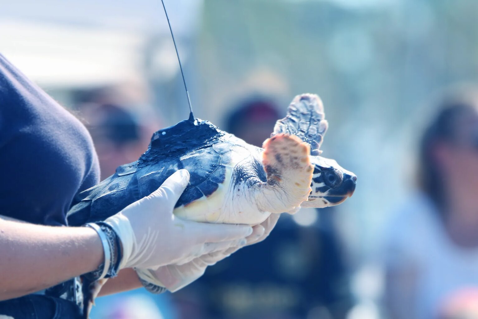 Soigneuse tenant une tortue marine équipée d'une balise Argos pour le projet TORPP et la pollution plastique