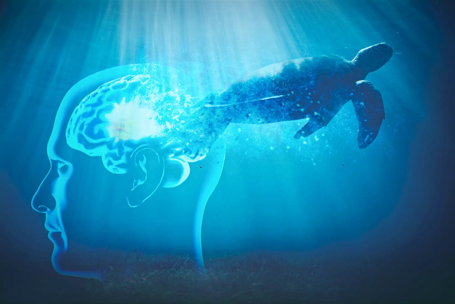 Montage d'une tortue marine sortant de l'infographie du cerveau d'un individu pour projet TORPP