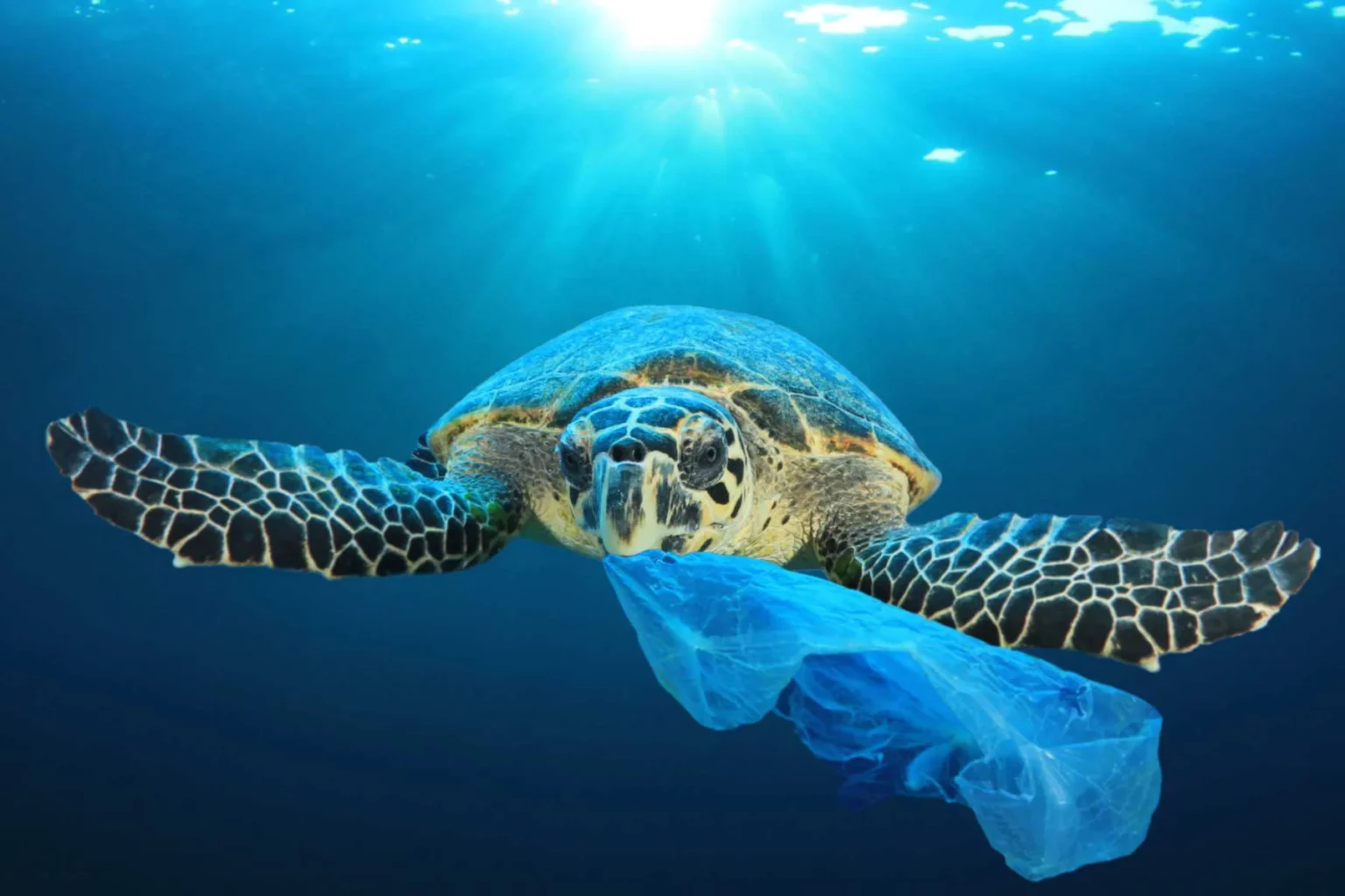Tortue tenant un sac en plastique pour identifier le projet TORPP et la pollution plastique