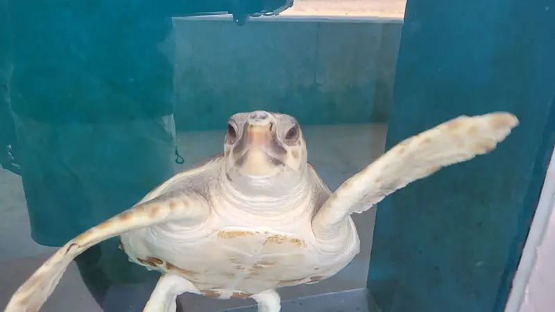 Tortue dans aquarium marin lors pour article Mipacid