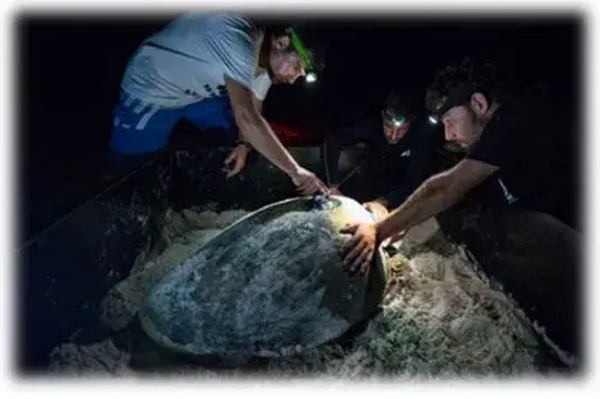 photo de 3 chercheurs entrain d'analyser une tortue marine de nuit
