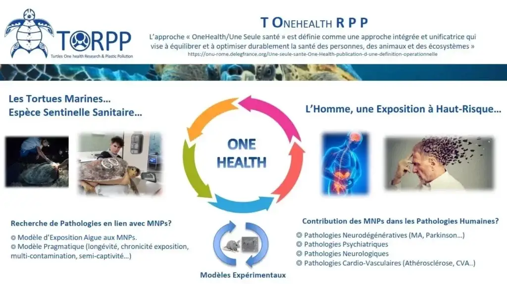 Infographie sur l'approche OneHealth