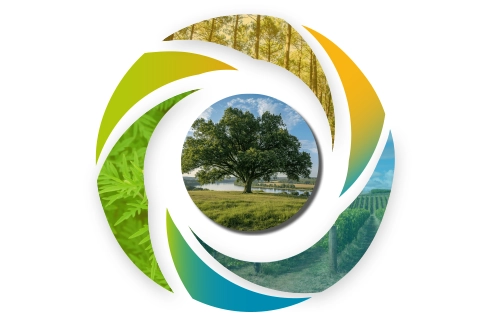 Infographie sur NEOVIZ group sur le végétal, la santé, l'environnement et l'agriculture