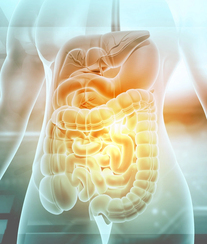 Info-radiographie d'un corps humain dévoilant par transparence les organes