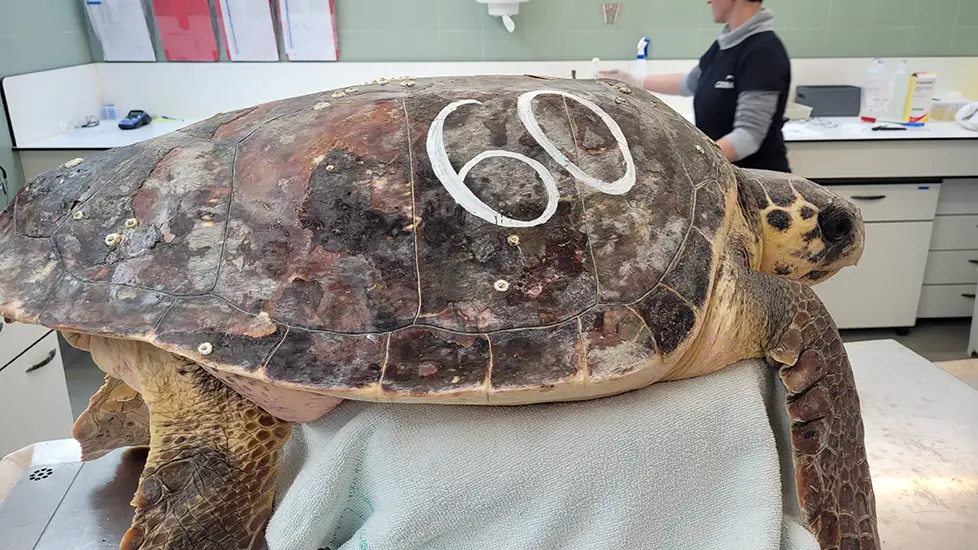 Tortue marine en examen au crac de Barcelone
