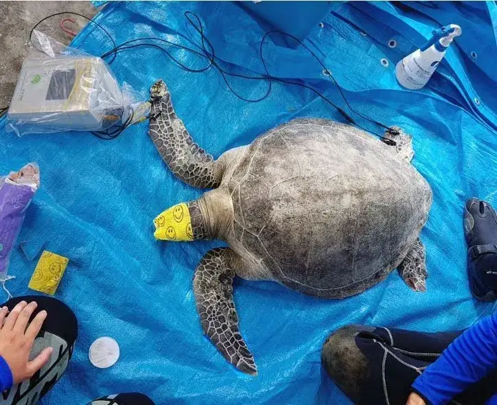 Tortue marine qui passe un examen de bioimpédancemétrie : contamination plastique et nutrition