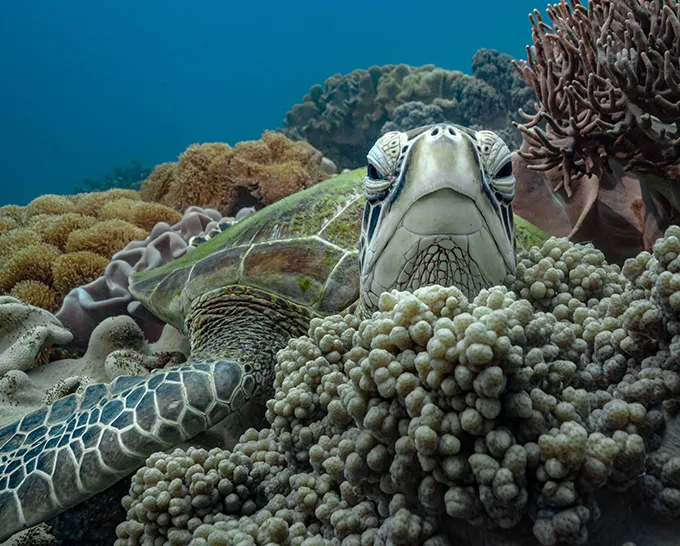 tortue marine vue de face coucher sur le plancher océanique