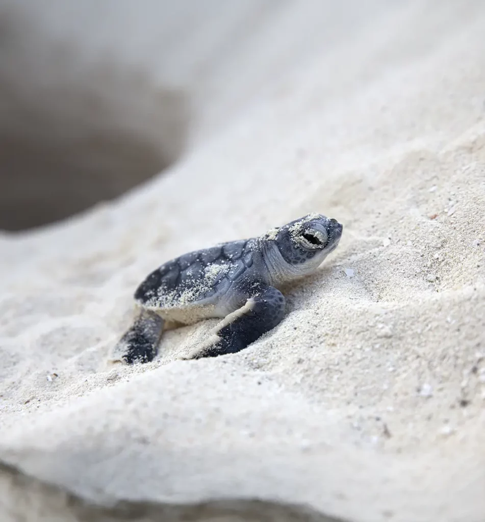 Tortue marine juvénile sur la sable avec des microplastiques autour