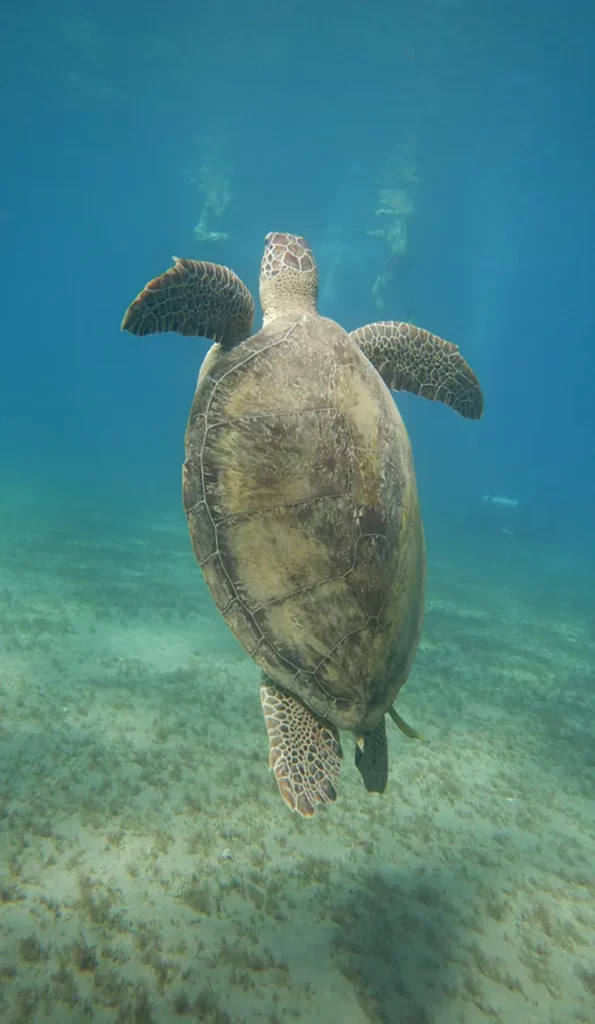Tortue marine caouanne nageant dans les fonds marin