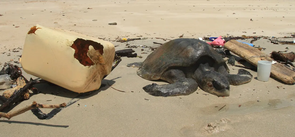 Tortues marines sur la plage entourée de déchets plastiques