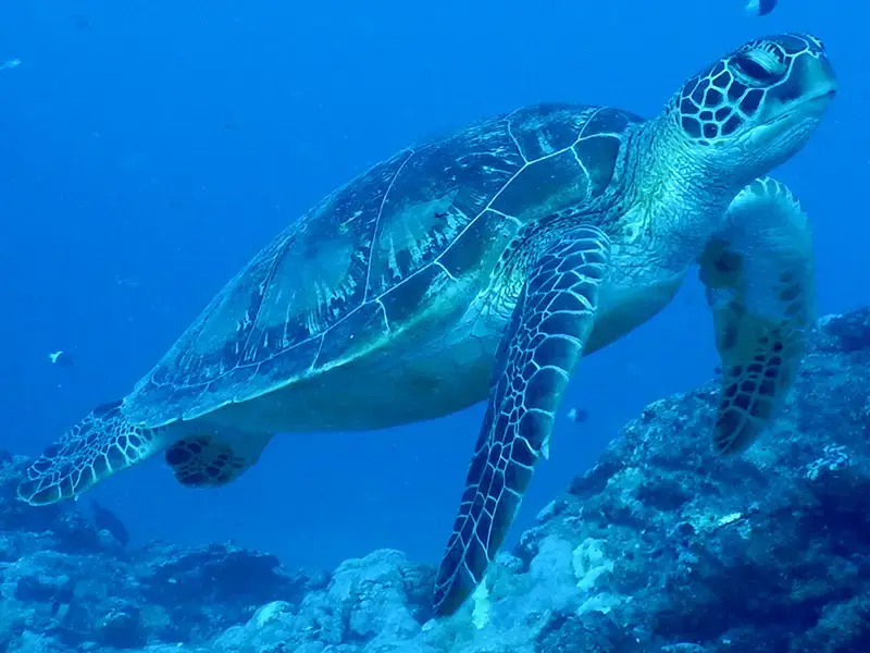 photo à l'ambiance bleue d'une tortue marine nageant dans l'océan pour la publication dans le One Health Journal