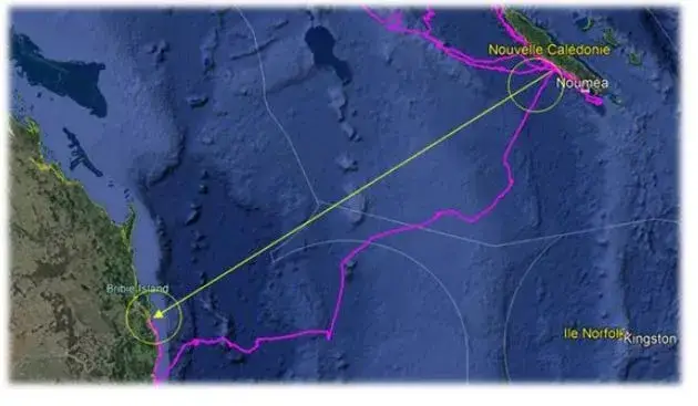 tortues marines et orientation : vu d'un traçage gps