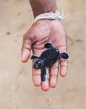 Main tenant une tortue marine juvénile pour études