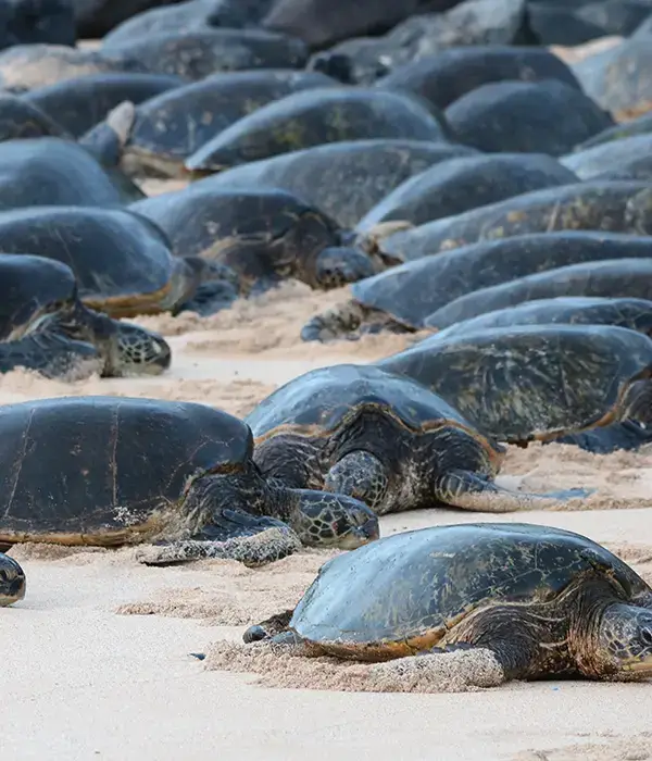 vue de nombreuses tortues sur le sable en pleine migration