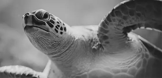 photo noir et blanc d'une tortue à l'air fatigué